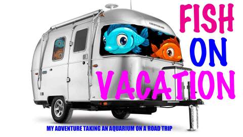 Post thumbnail for Fish On Vacation: Travelling With My Aquarium